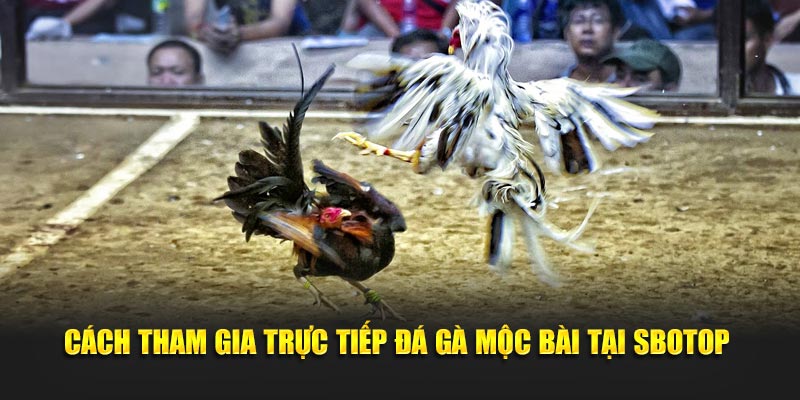 Cách tham gia trực tiếp đá gà mộc bài tại SBOTOP 