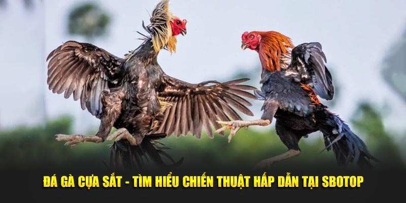 Đá Gà Cựa Sắt - Tìm Hiểu Chiến Thuật Hấp Dẫn Tại SBOTOP