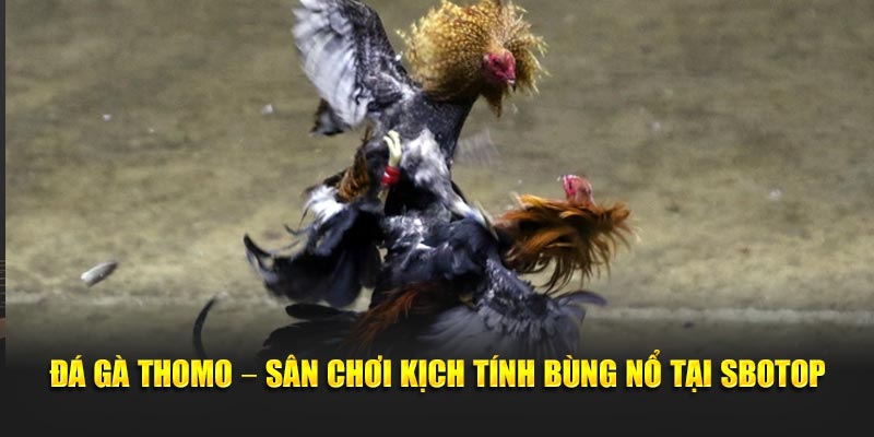 Đá Gà Thomo – Sân Chơi Kịch Tính Bùng Nổ Tại SBOTOP