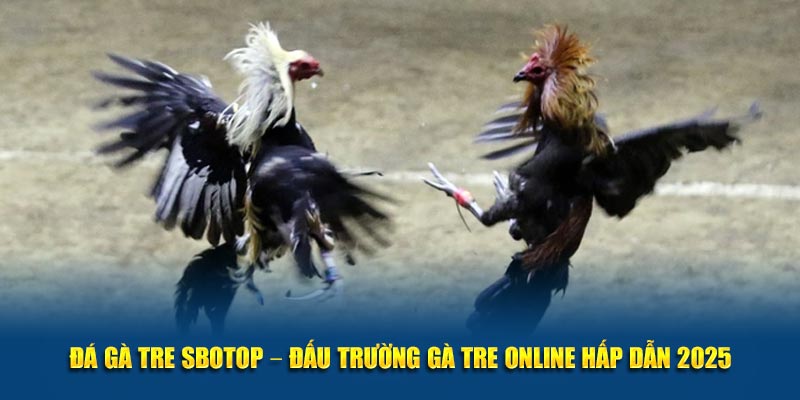 Đá Gà Tre Sbotop – Đấu Trường Gà Tre Online Hấp Dẫn 2025