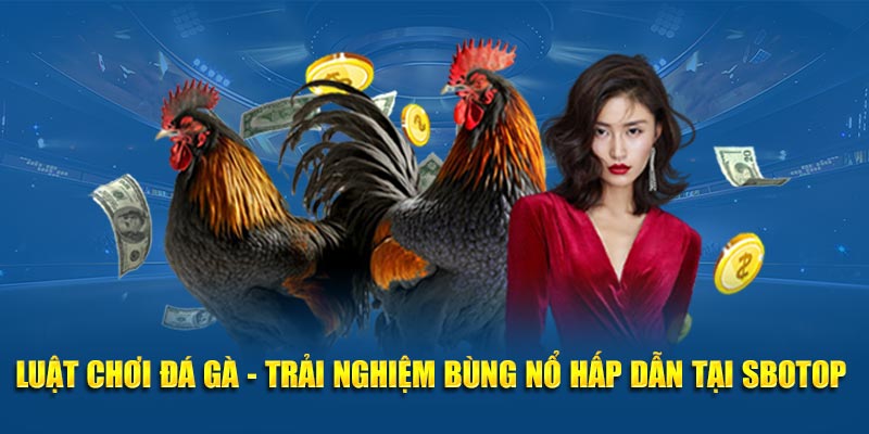 Luật Chơi Đá Gà - Trải Nghiệm Bùng Nổ Hấp Dẫn Tại SBOTOP