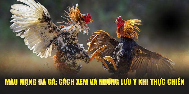 Màu Mạng Đá Gà: Cách Xem Và Những Lưu Ý Khi Thực Chiến