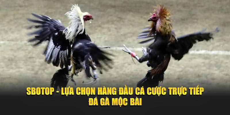 SBOTOP - Lựa chọn hàng đầu cá cược trực tiếp đá gà mộc bài
