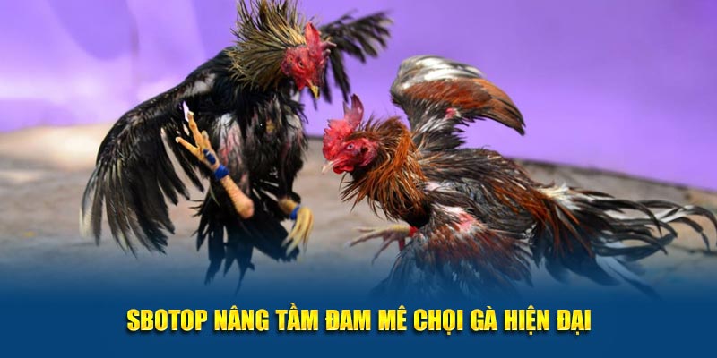 SBOTOP nâng tầm đam mê chọi gà hiện đại