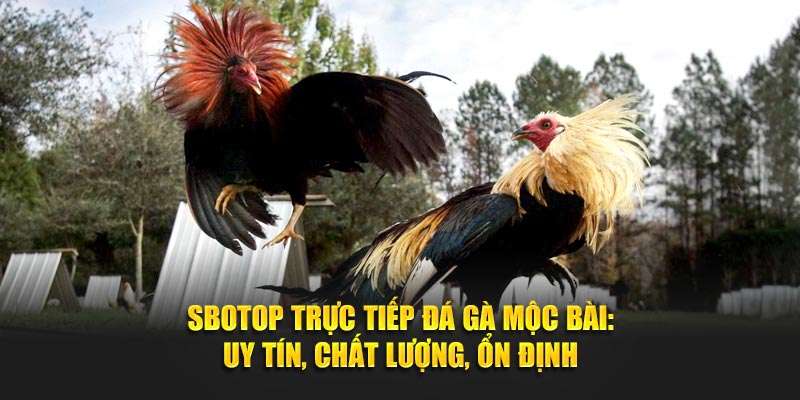 SBOTOP Trực Tiếp Đá Gà Mộc Bài: Uy Tín, Chất Lượng, Ổn Định
