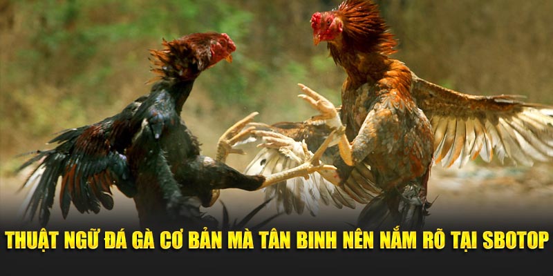 Thuật ngữ đá gà cơ bản mà tân binh nên nắm rõ tại SBOTOP