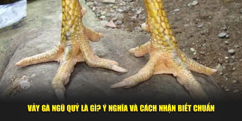 Vảy Gà Ngũ Quỷ Là Gì? Ý Nghĩa Và Cách Nhận Biết Chuẩn