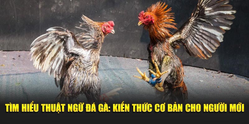 Tìm Hiểu Thuật Ngữ Đá Gà